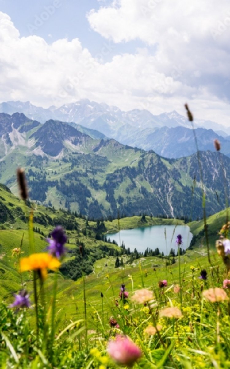 Blumenwiesse mit Sicht auf Alpen und Fluss